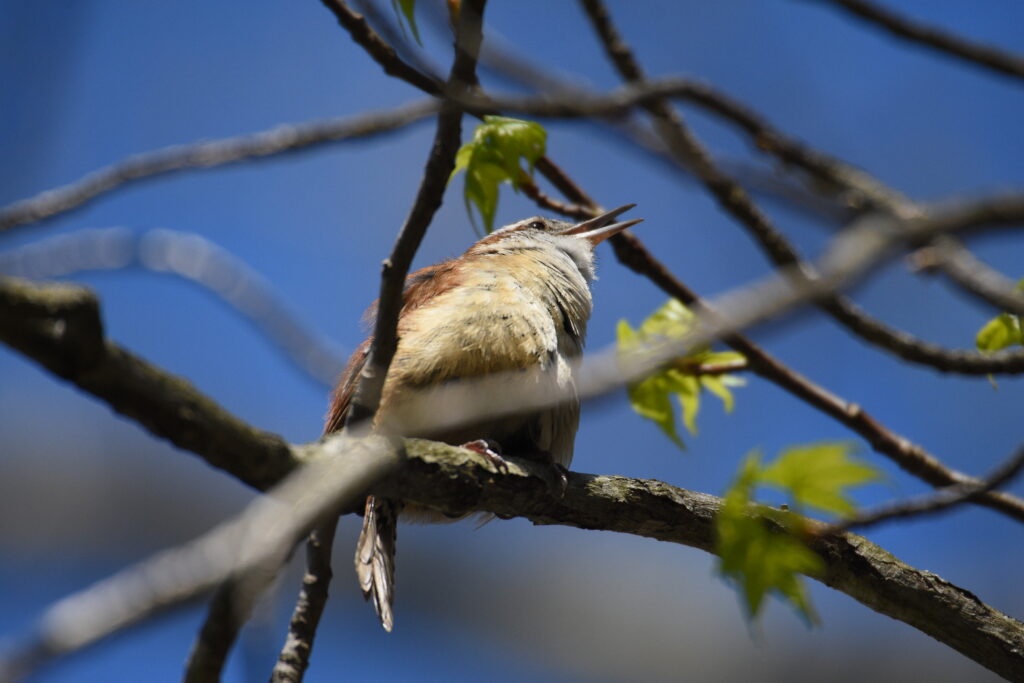 A Carolina wren sings from a branch.