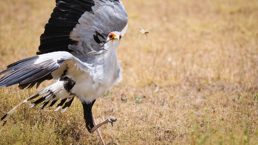 Secretary Bird poised with raised foot, eyeing an insect