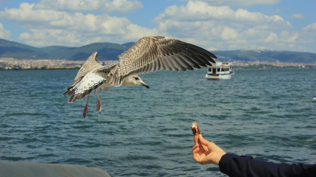 Man offering bread to seagull 