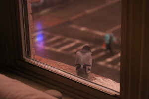 A pigeon perches on a windowsill.