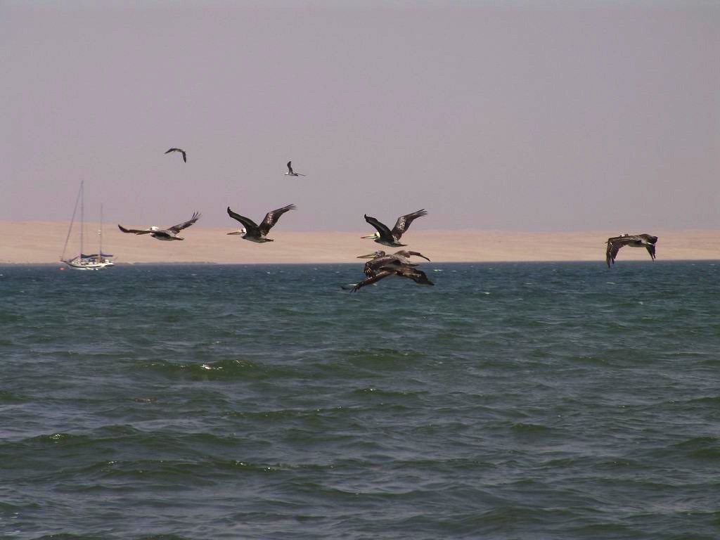 Several brown pelicans fly over vast blue water.
