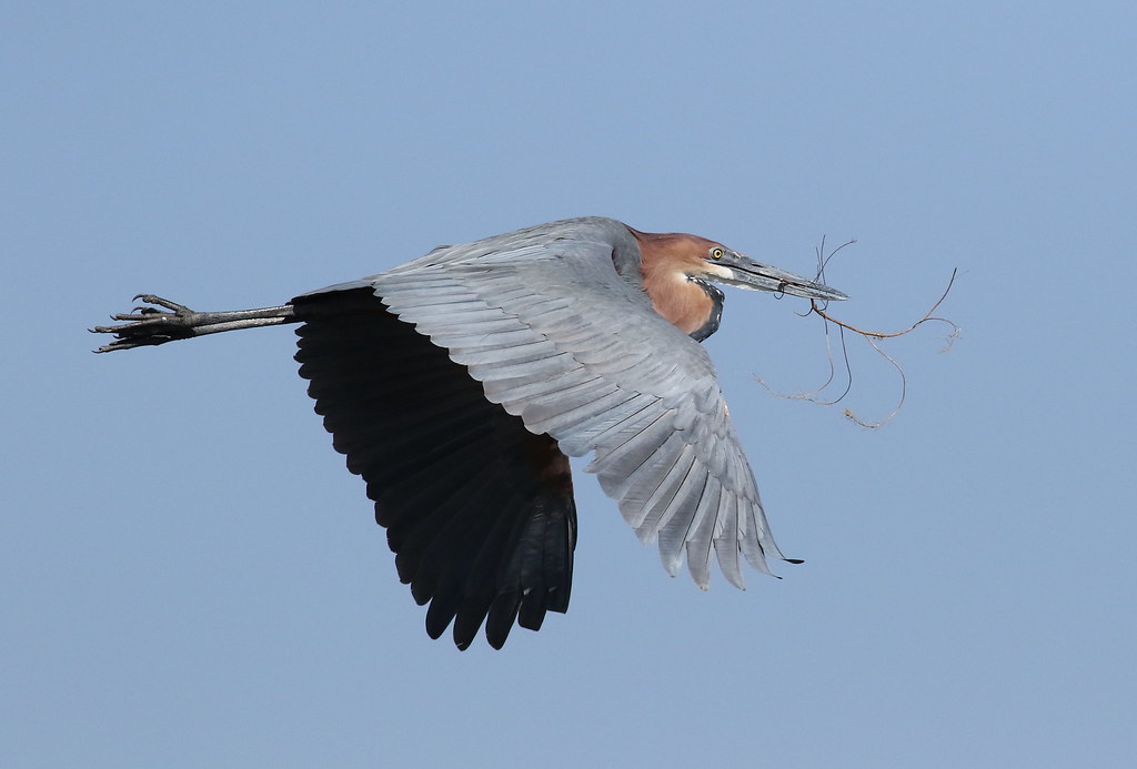 A Goliath Heron flies with a twig in its beak.