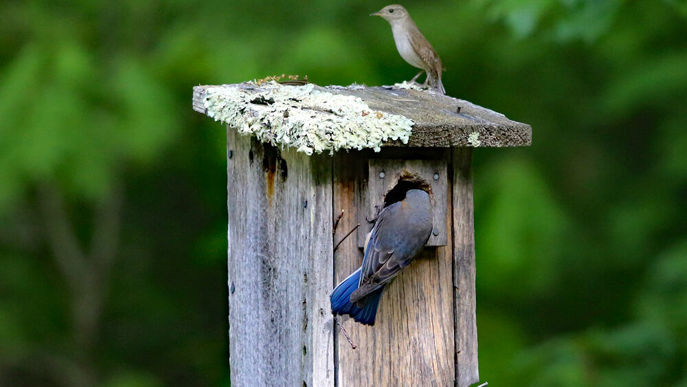 Curious bluebird looking at a wren's nest box