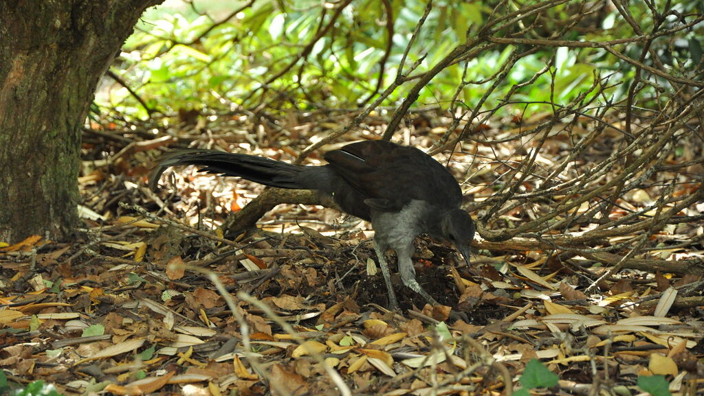 lyrebird foraging by digging into the ground