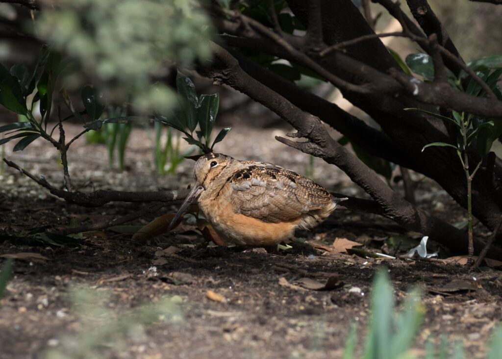 An American Woodcock rests under a branch.