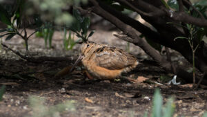 An American Woodcock rests under a branch.
