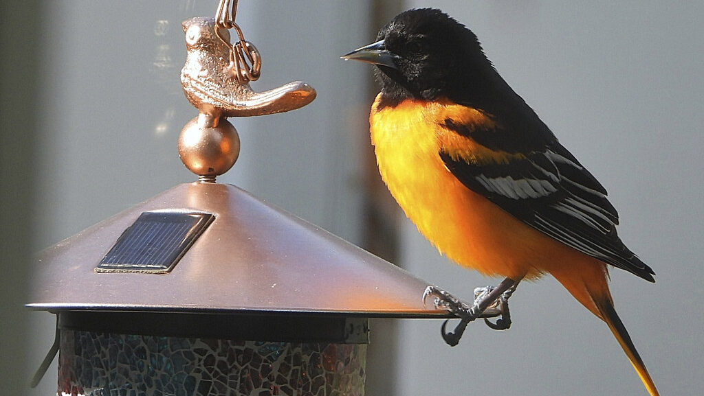 Baltimore Oriole perched on the metal roof of a colorful bird feeder