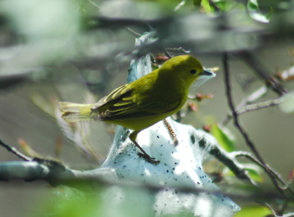 A Yellow Warbler perches on a branch, its yellow plumage vibrant.