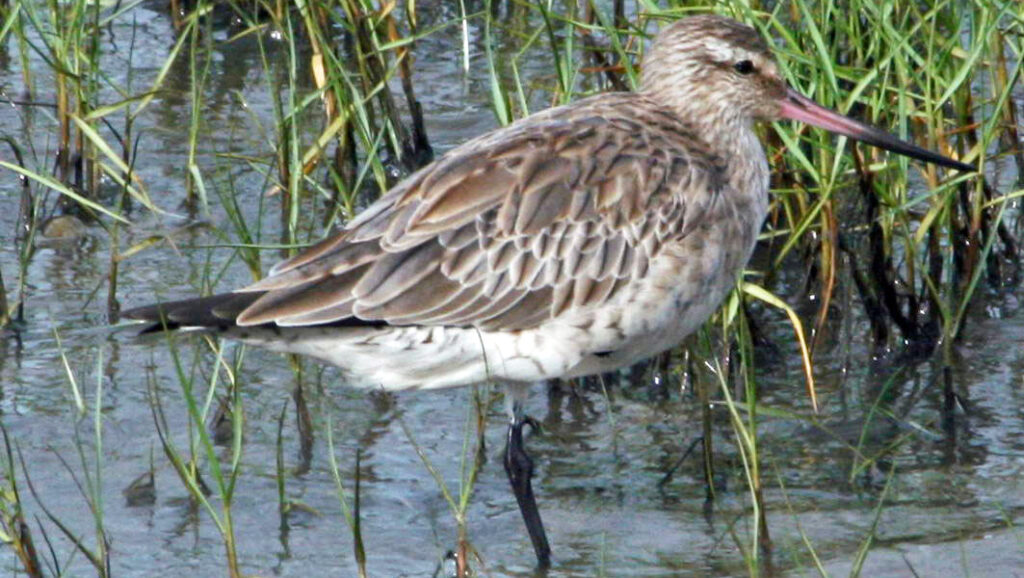 Bar-tailed Godwit standing in shallow wetland waters
