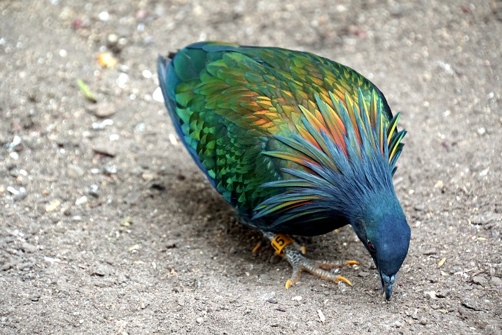 A vibrant Nicobar pigeon forages on the ground, showcasing its iridescent plumage.