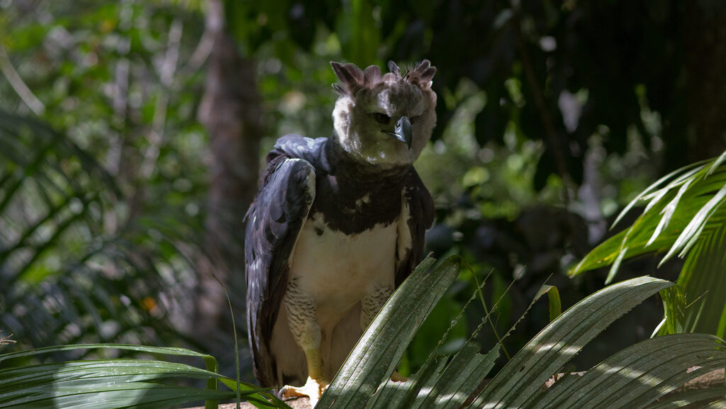 Harpy Eagle sitting on a forest branch