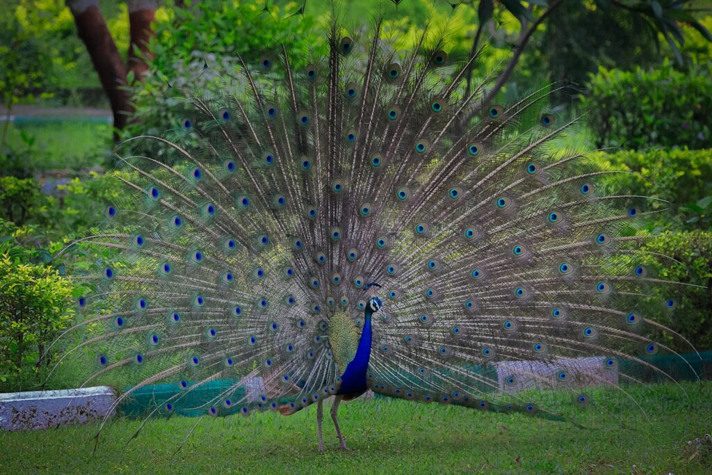 Blue peacock with feathers displayed in a fan shape standing on grass.