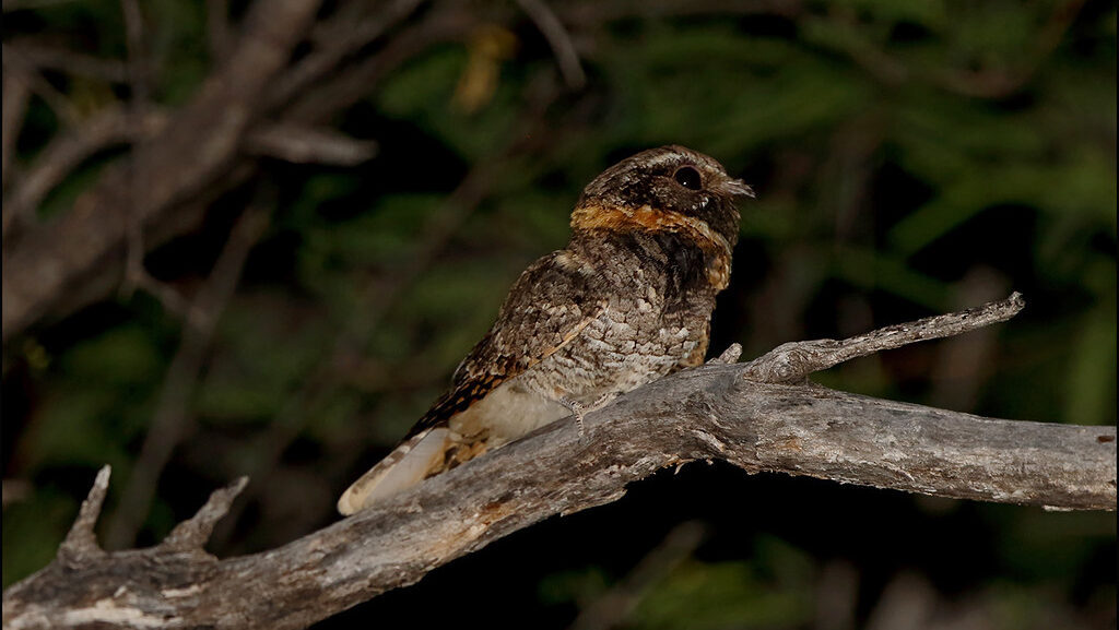 Buff-collared Nightjar perched on a branch at night, alert and scanning its surroundings