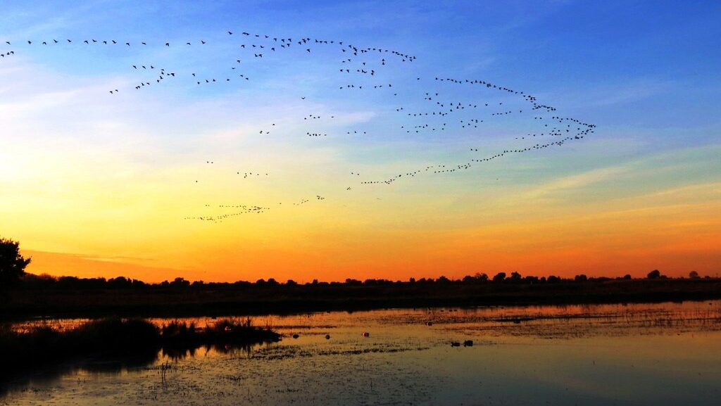 Lock of migratory birds flying across blue sky tinted with orange sunset hues.