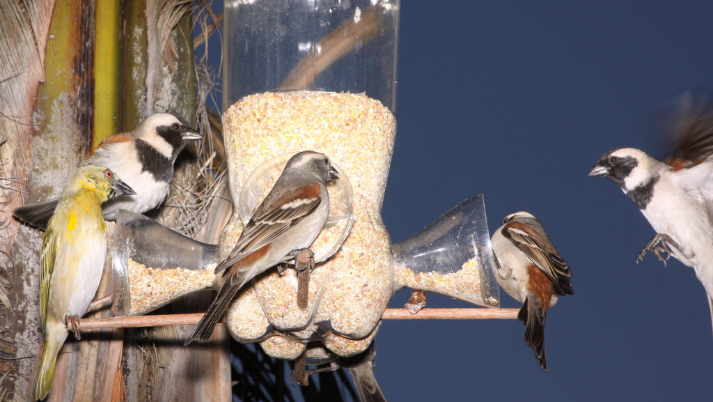 DIY bird bottle feeder made from a recycled plastic bottle