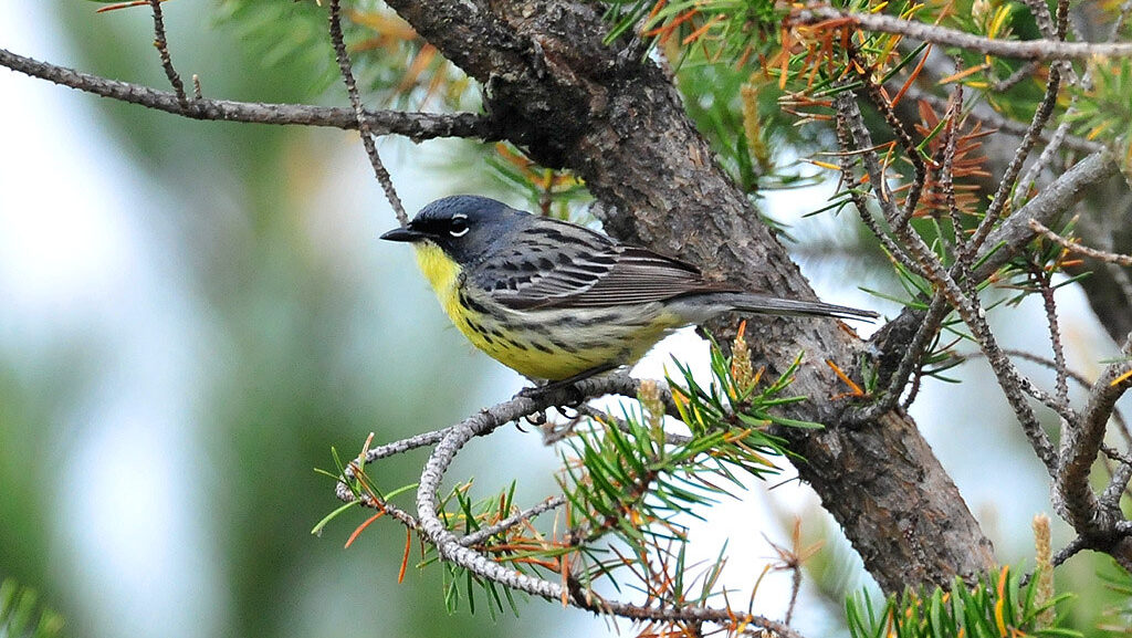 Kirtland's Warbler resting on a pine tree branch