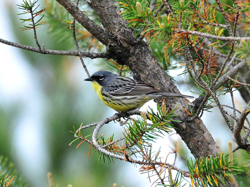 A Kirtland's Warbler perches on a pine branch.