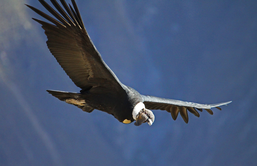 An Andean condor soars against a clear blue sky.