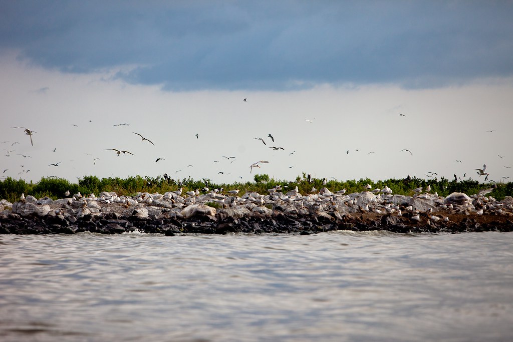 Numerous birds are gathered on a rocky shore, with many more flying under a cloudy sky.