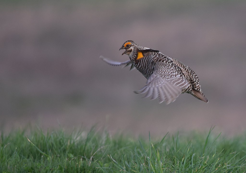 A Greater Prairie Chicken with striped plumage and an orange neck patch flies.