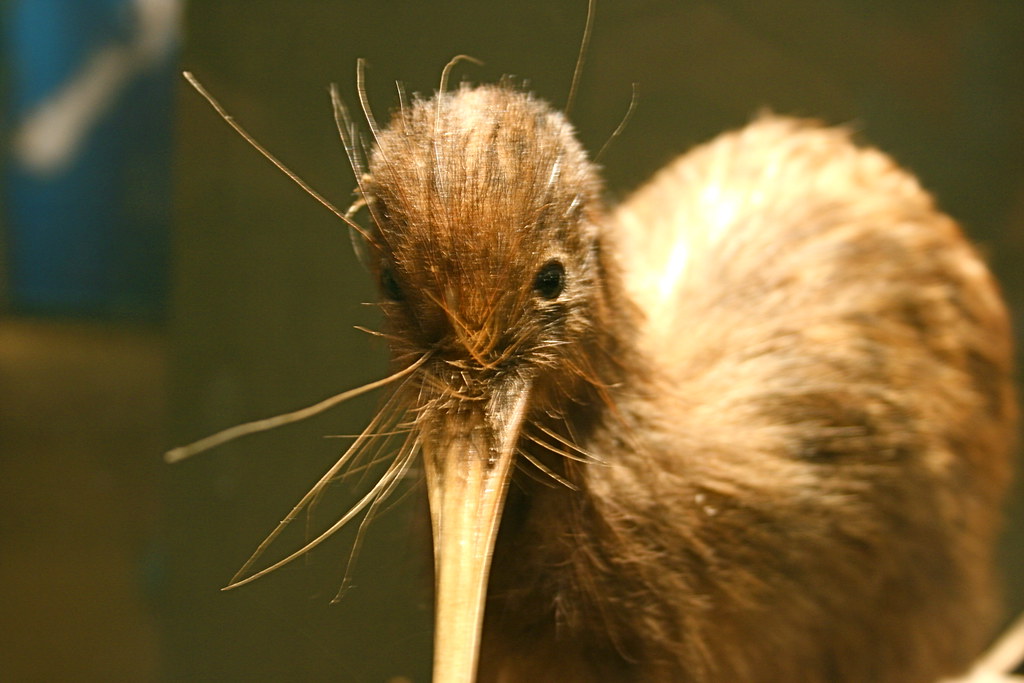 A close-up of a brown kiwi bird with a long beak.