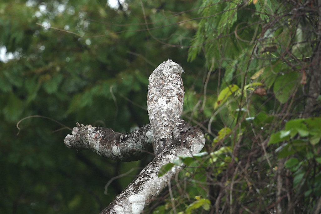 A Great Potoo is perched on a branch amidst a lush green forest.