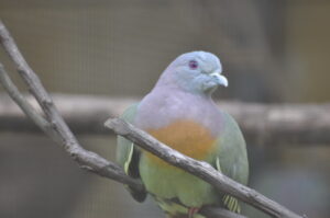 A Pink-necked green pigeon perched on a branch.
