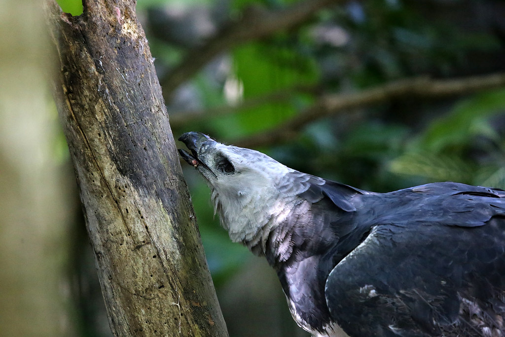 A Harpy Eagle perched next to a tree trunk.