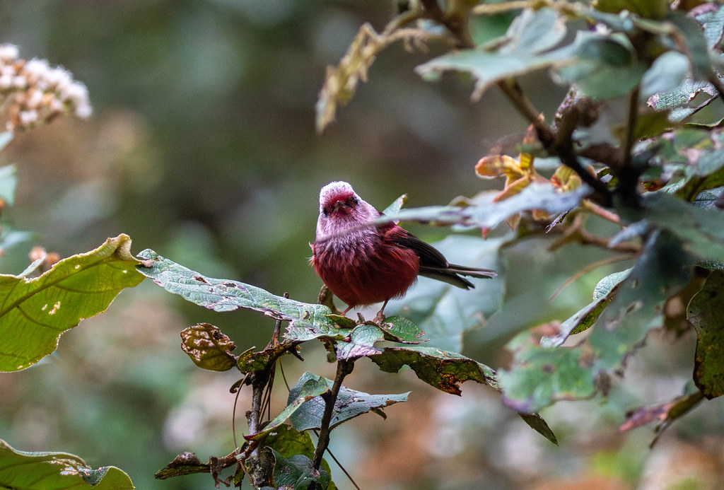 A Pink-headed Warbler looks to the right from its perch on a thin branch.