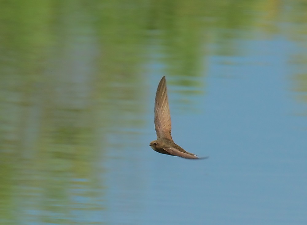 A Common swift with brown plumage flies over a blurred background of water and greenery.