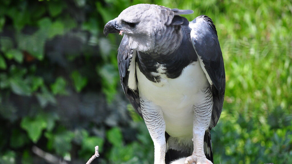 A Harpy Eagle perched on a branch.