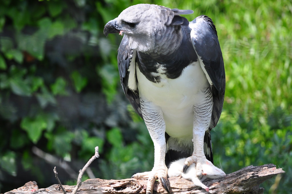 A Harpy Eagle perched on a branch.
