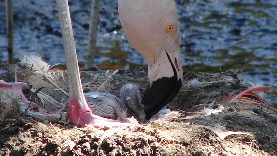 Flamingo gently grooming its chick
