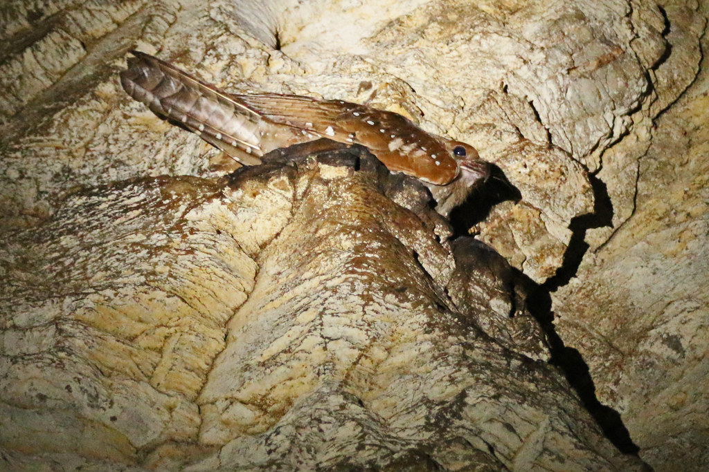 An Oilbird perched on a rock inside a cave.
