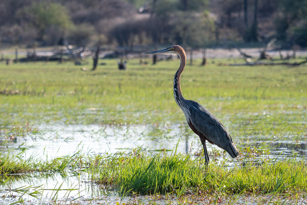 A Goliath Heron stands tall in a grassy wetland.