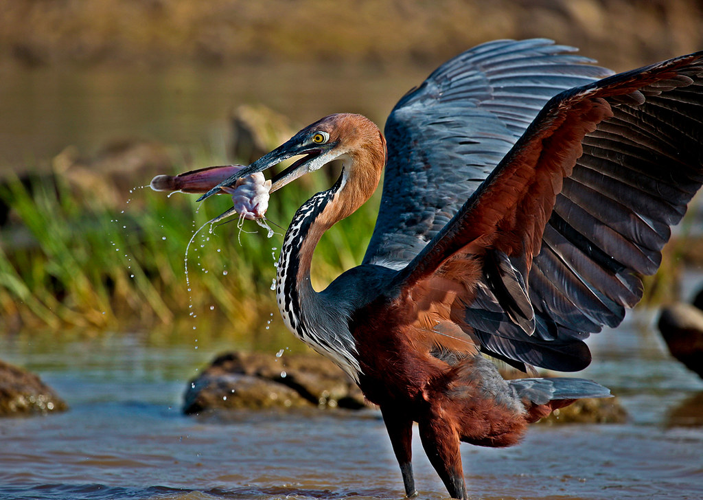 A Goliath Heron with its wings spread wide, catching a fish.
