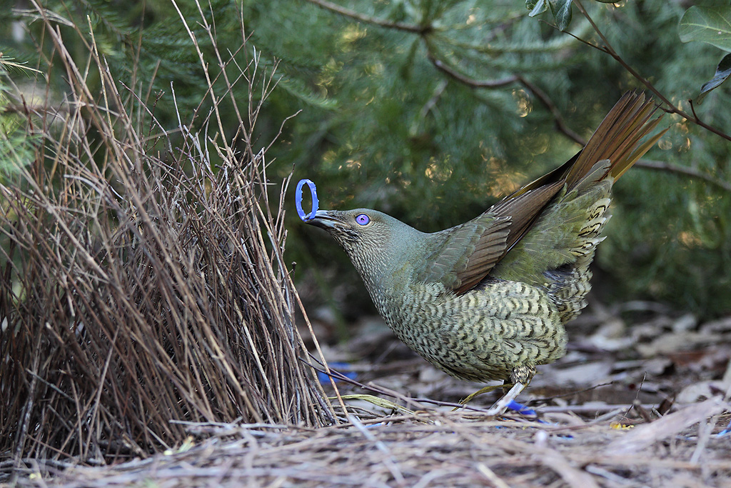 A Spotted Bowerbird with a blue object near its bower.