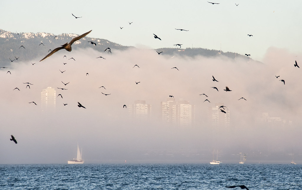 Birds flying in fog over a city.