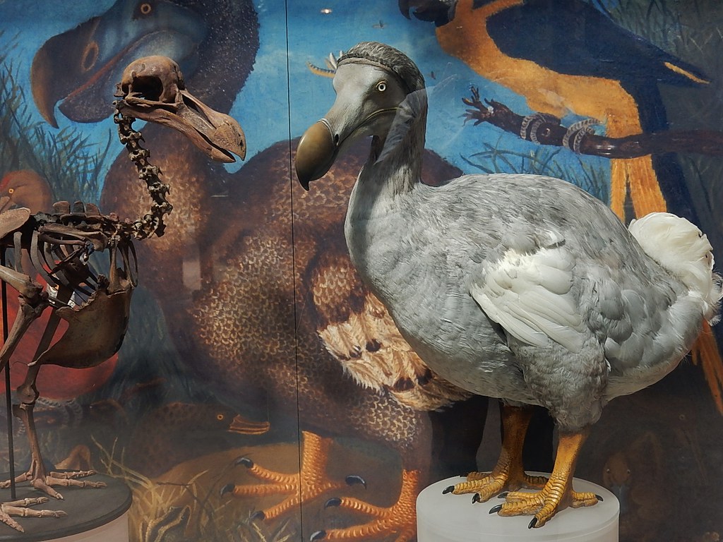 A Dodo bird, with grey feathers and a distinctive beak, is displayed.