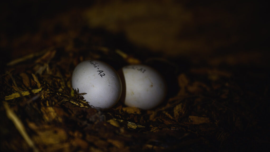 Marked Kakapo eggs in a natural nest, being monitored for conservation