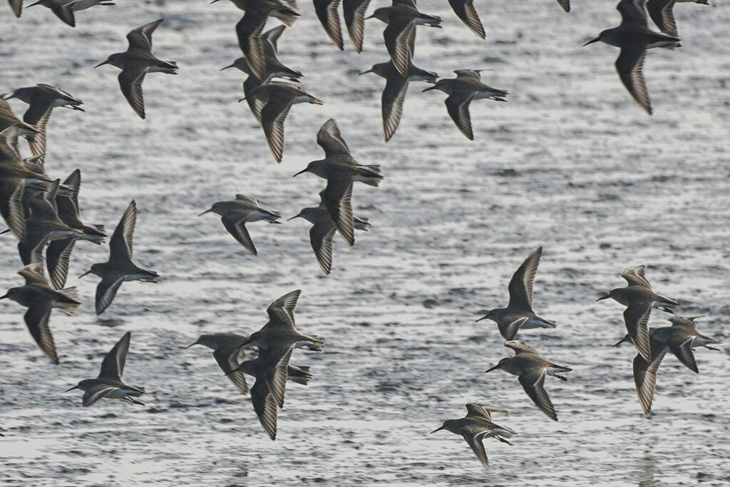 Sooty Shearwater flock flies over the water.