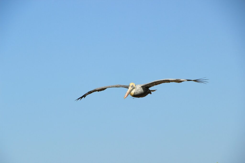 A Brown Pelican soars across a clear blue sky.