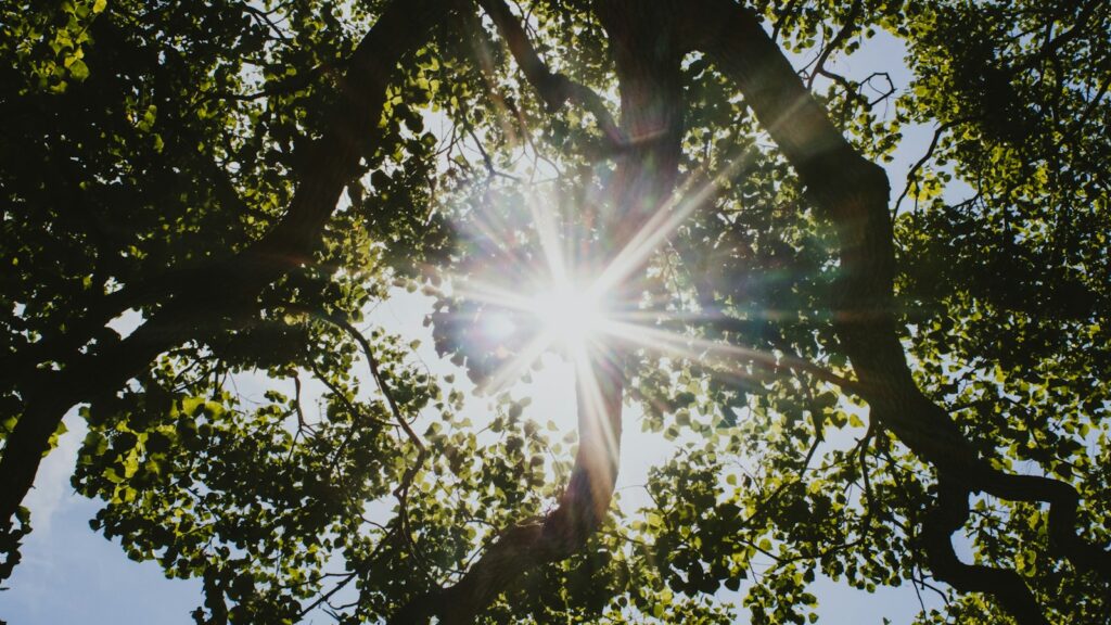 Sunlight breaking through branches from a low perspective under a tree