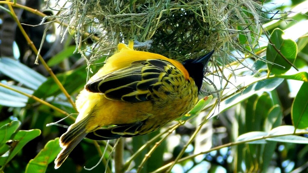 Yellow and black bird using twigs to build its nest in a tree