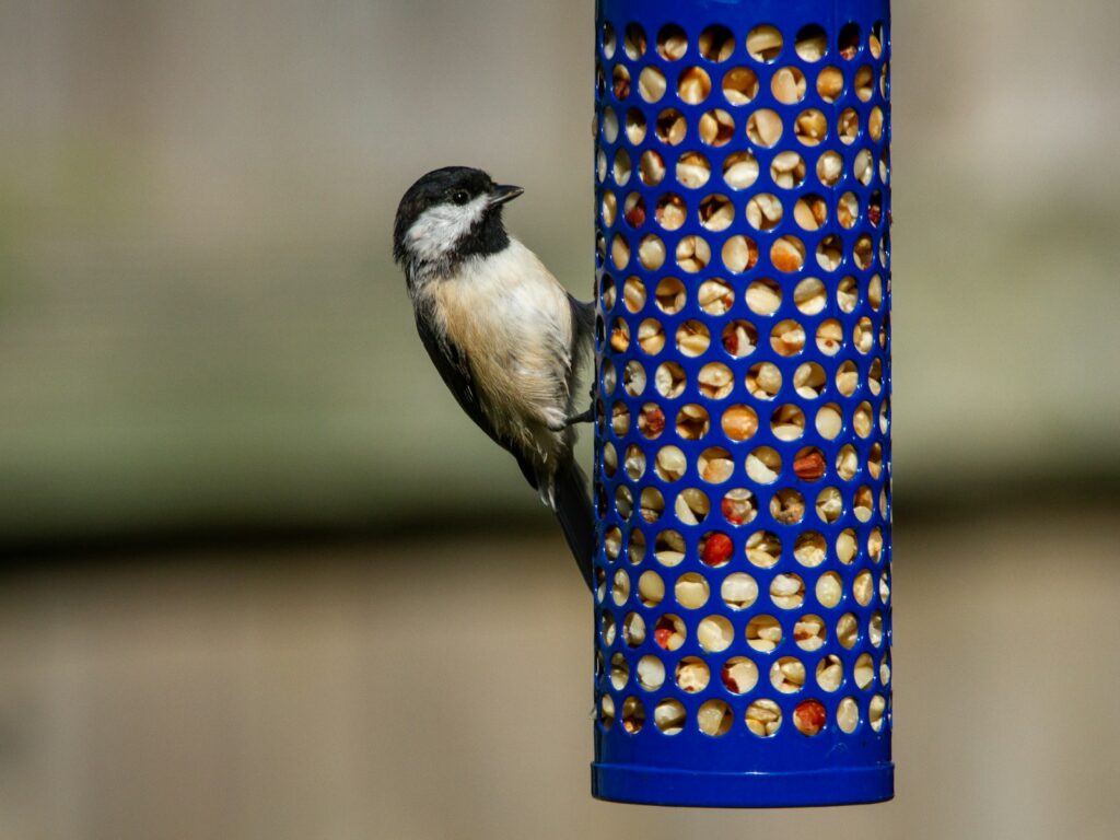 A Black-capped Chickadee clings to a blue feeder filled with peanuts.