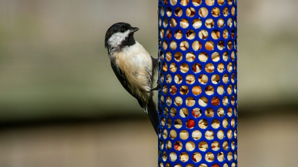 A Black-capped Chickadee clings to a blue feeder filled with peanuts.