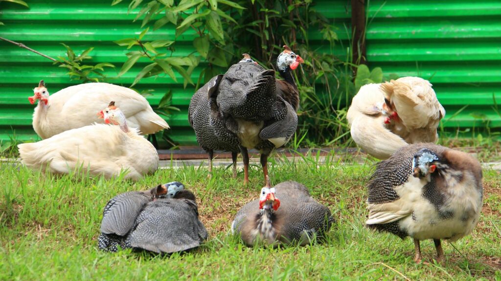 Guinea fowls gathered on grass in a backyard