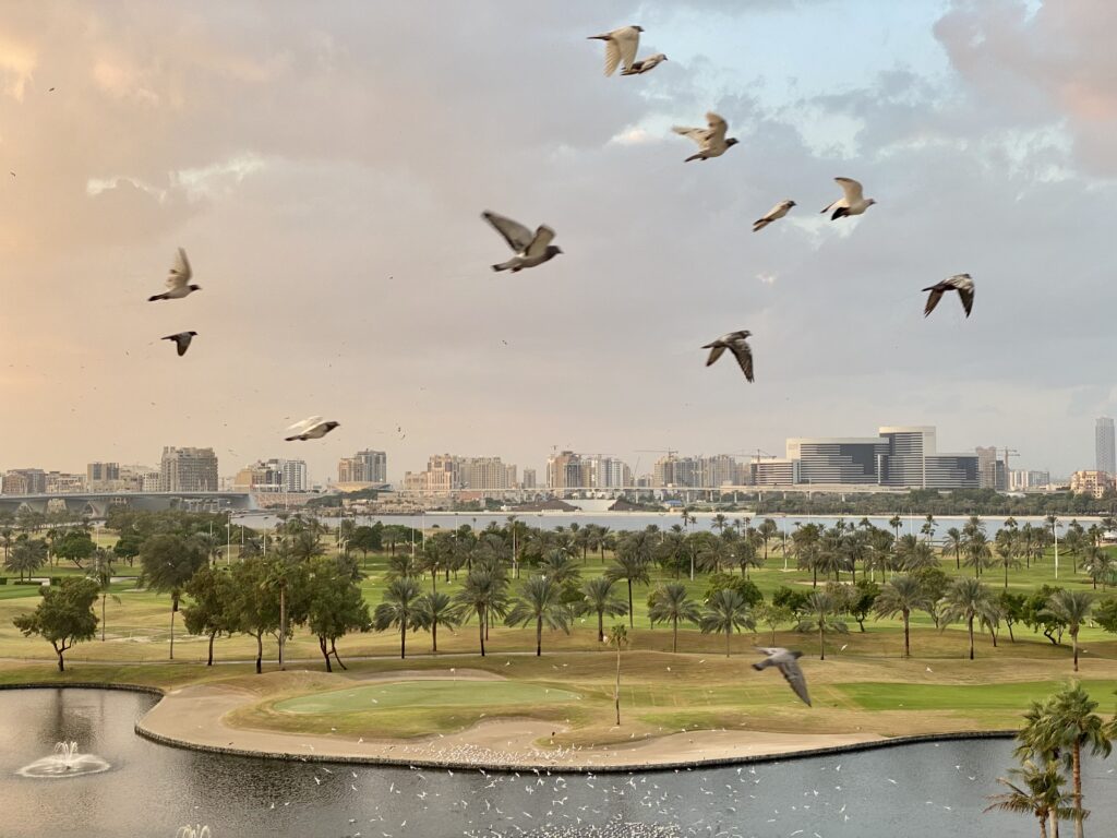 Birds flying over a city, with a cloudy sky in the background.