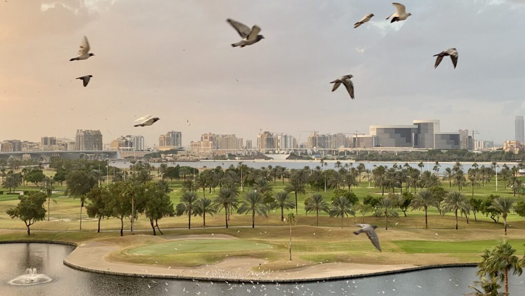 Birds flying over a city, with a cloudy sky in the background.