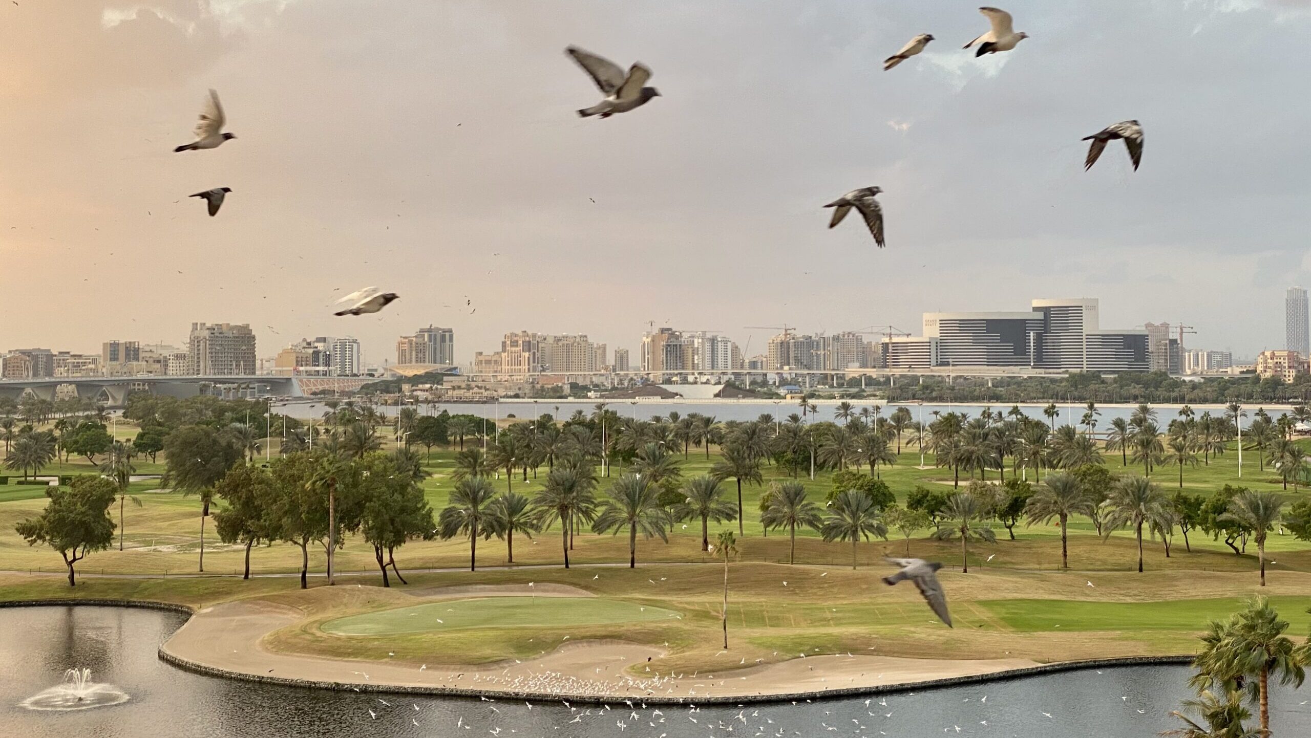 Birds flying over a city, with a cloudy sky in the background.